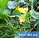 Τι προκαλεί κίτρινα φύλλα στις κολοκύθες;