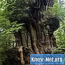 De spirituele betekenis van de cederboom