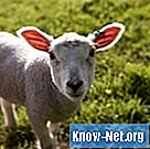 Mistä syistä lammas ei imettäisi poikasiaan?