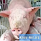 Posibles causas de tos en cerdos.