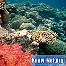 Kāzu dāvanas koraļļiem