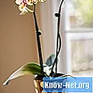 Mögelproblem i orkidéer - Liv