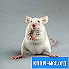 Hvilke lugte hader rotter?
