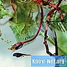 Quels types de grenouilles sont des têtards noirs?
