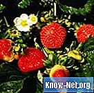 Bladproblem i jordgubbar