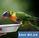 Aká je prvá desiatka hovoriacich vtákov?