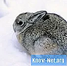 Hvad er kaninens sovevaner?