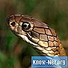Que sont les prédateurs de cobra?