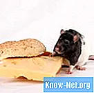 Aké sú príznaky tehotenstva u potkanov?
