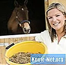 Qual è la dimensione del pascolo ideale per nutrire un cavallo?