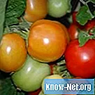 トマトの発芽と熟成にはどのくらい時間がかかりますか？