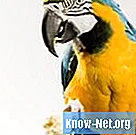 Apa jenis buah yang boleh dimakan burung nuri dan macaw?