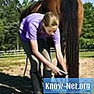 Remedii casnice pentru copita calului