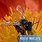 Ikke-giftige sprayer til at dræbe bier