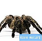 Typer edderkopper: svart med hvite flekker