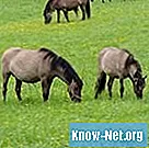 Tipi di erba per cavalli