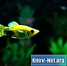 Types de poissons pour les aquariums d'eau douce