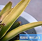 Domače zdravljenje za odstranjevanje pršic na rastlinah