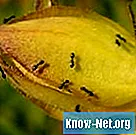 Σπιτικό δηλητήριο για τα μυρμήγκια ξυλουργών