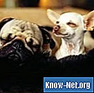 כיצד ניתן להשתמש בוולריאן לטיפול בחרדות אצל כלבים