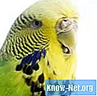 Hogyan kell tenyészteni a különböző színű papagájokat - Egészség