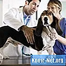 犬の血清尿素とクレアチニンを減らす方法