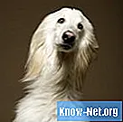 Πώς να αφαιρέσετε τα ούλα από τη γούνα του σκύλου σας - Υγεία