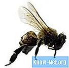 Comment enlever le dard d'une abeille après deux jours - Santé