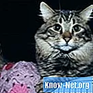 Come rimuovere i peli di gatto dalle coperte