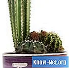 Cum să elimini un spin de cactus din mâna ta - Sănătate