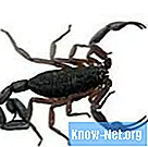 Hvordan avvise skorpioner