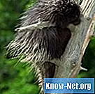 Sådan afvises en porcupine