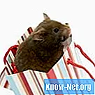 Comment sortir des choses du sac à main de votre hamster