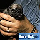 Jak uratować nowo narodzonego szczeniaka