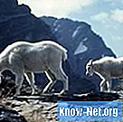 Як видалити роги у дорослої кози