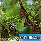 Ako kompostovať výkaly netopierov - Zdravie