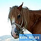 Как вылечить ушных клещей лошади естественным путем
