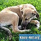 Hjemmemedicin mod anæmi hos hunde