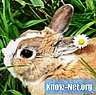 Cara mengobati gangguan kencing pada kelinci