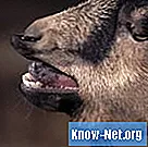 Comment traiter les blessures à la bouche de chèvre - Santé