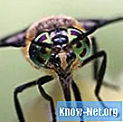 Hogyan kezeljük a Horsefly Bite-et - Egészség