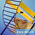 Kaip padaryti ratą, kad žiurkėnai nustotų triukšmauti