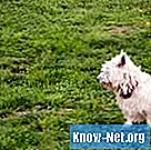 Comment traiter un chien atteint d'alopécie X