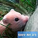 Hoe een hamster met diarree te behandelen