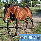 Kuidas ravida hobuse lihasevigastusi