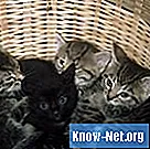 Cum se folosește lămâia pentru a ucide puricii la pisici și pisici nou-născute - Sănătate