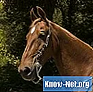 Hur man vaccinerar hästar mot rabies