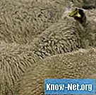 Sådan vaccineres et får - Sundhed