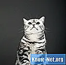 Mikä on pneumotoraksi kissoilla?