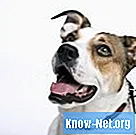 การรักษานิ่วในกระเพาะปัสสาวะในสุนัขมีอะไรบ้าง?